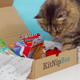 KitNipBox Subscription | $13 | Amazon GoldBox